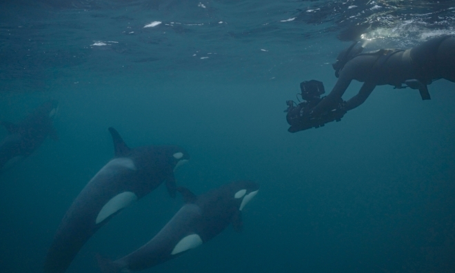 Unter Orcas ®Kjetil Astrup