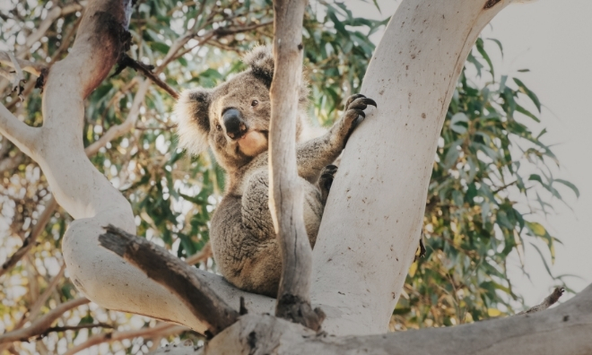 ®Offspring Films Skylark