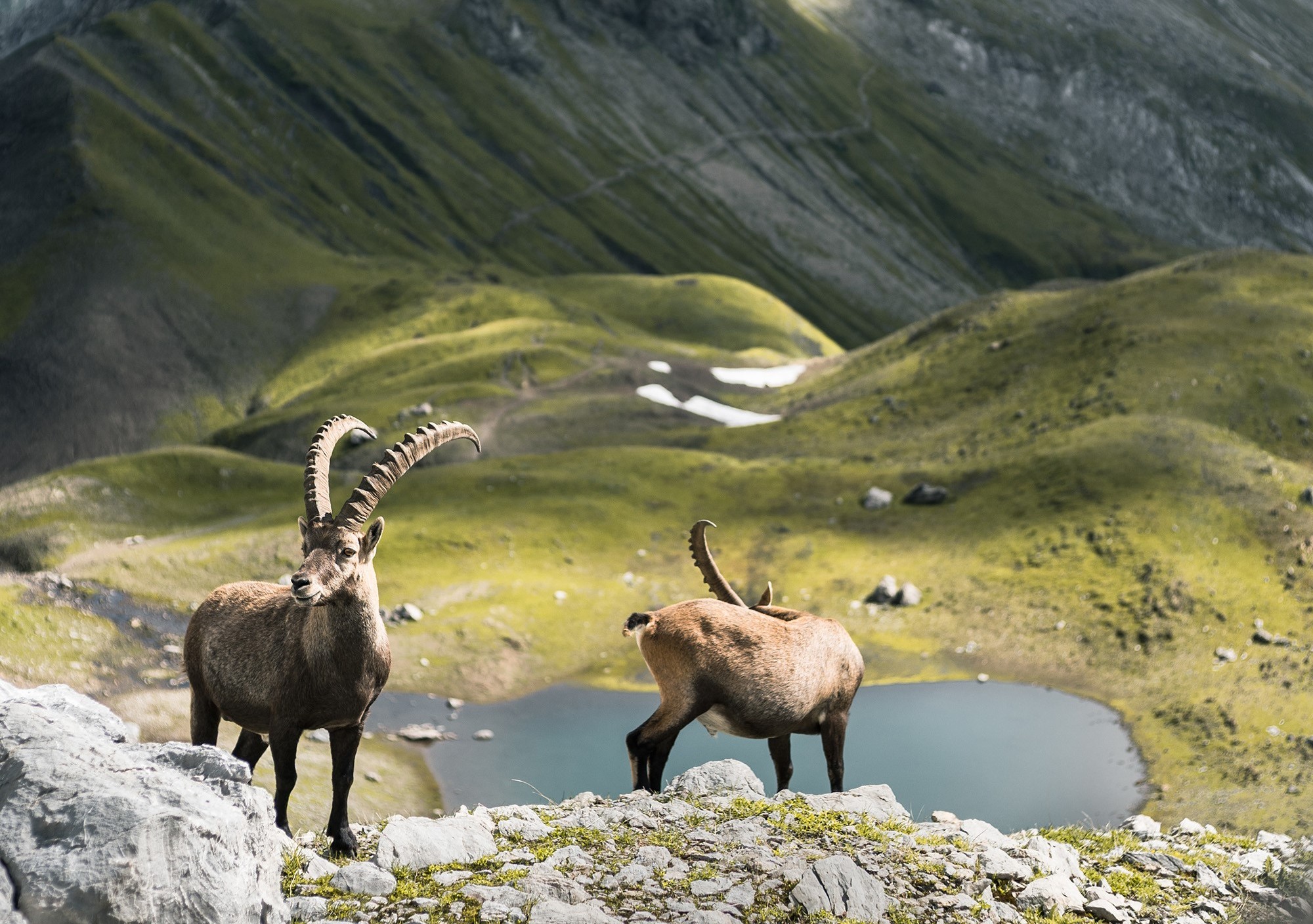 Der Steinbock lebt zwischen der Wald- und der Eisgrenze. Foto: DAV Alex Fuchs 